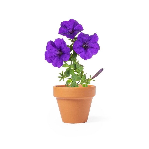 Kit de Démarrage Pétunia en Pot de Terre Cuite