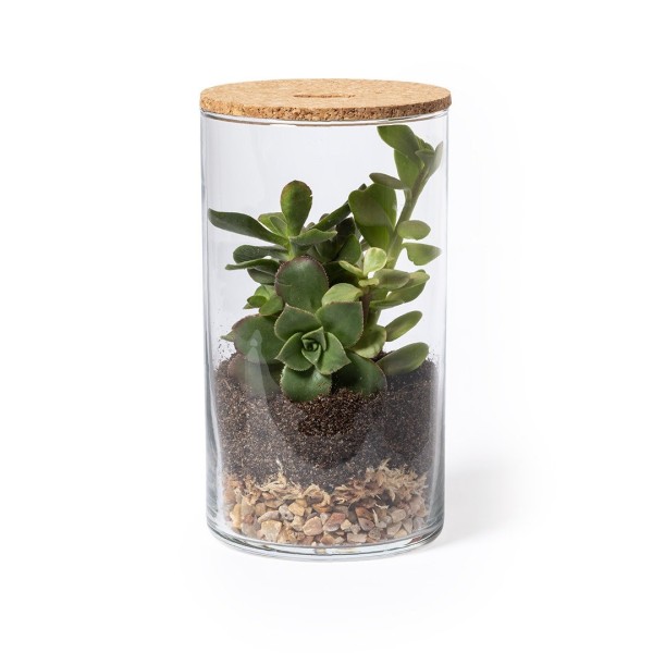 Terrarium Anymak avec Graines de Cactus